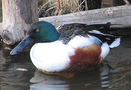 305-Northernshoveler1-450