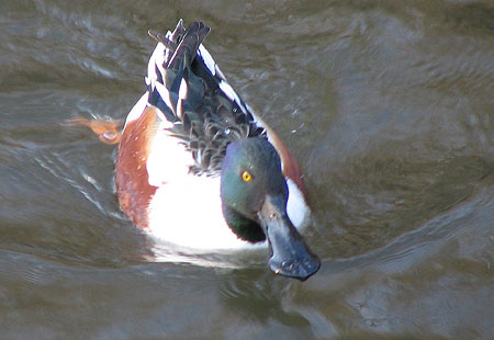 305-Northernshoveler2-450