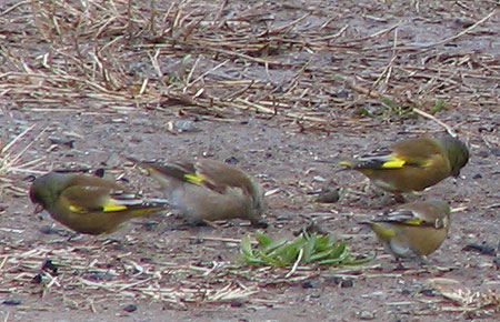 305-Orientalgreenfinch1-450