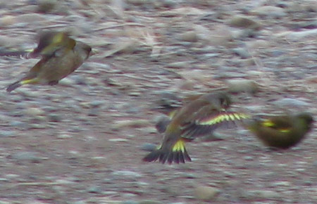 305-Orientalgreenfinch1A-45