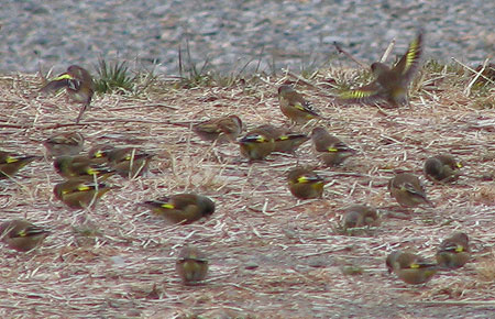 305-Orientalgreenfinch1B-45