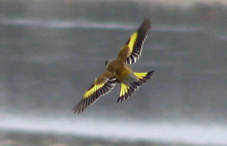 305-Orientalgreenfinch3A-45