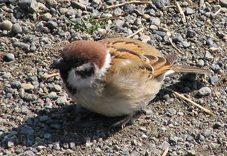 305-Treesparrow1-450