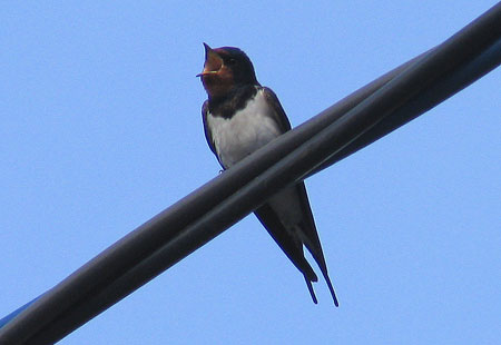 405-Barnswallow1A-450