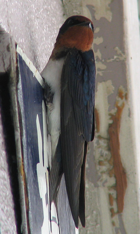 405-Barnswallow3-450-1