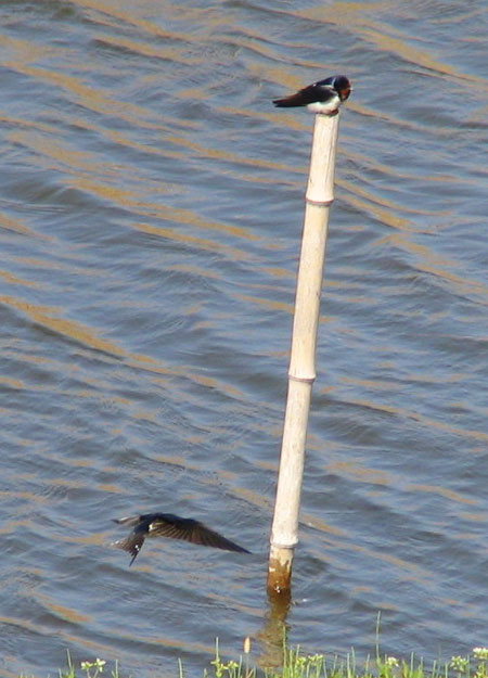 405-Barnswallow3-450