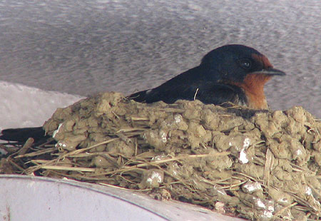 405-Barnswallow4-450