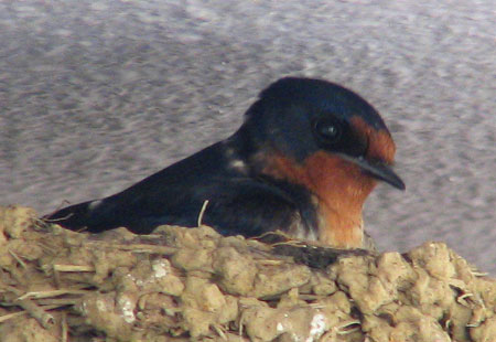 405-Barnswallow5-450-1