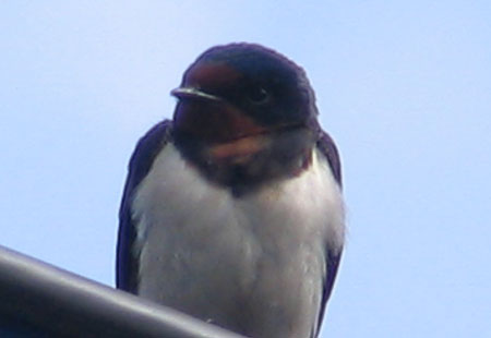 405-Barnswallow6-450