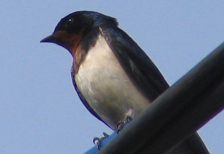 405-Barnswallow7-450