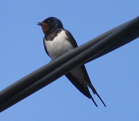 405-Barnswallow8-450