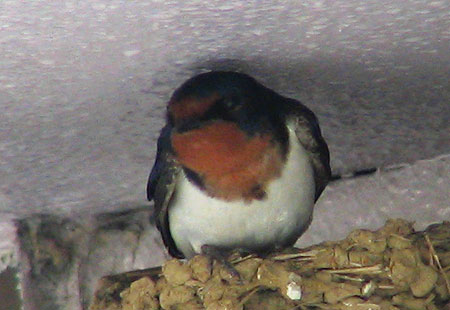 405-Barnswallow9-450