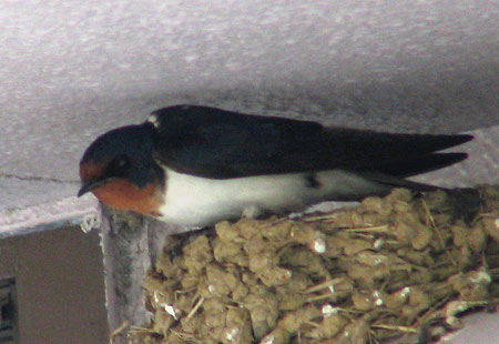 405-Barnswallow9A-450