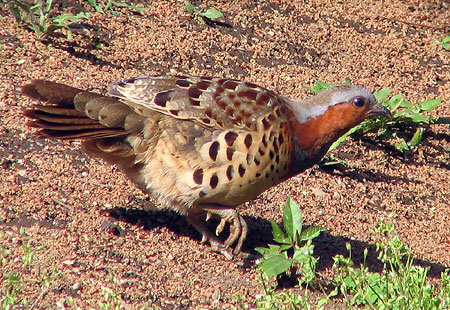 405-Cbpartridge1-450