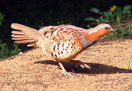 405-Cbpartridge2-450