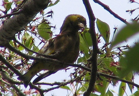 405-Greenfinchscratch1-450