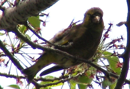 405-Greenfinchscratch2-450