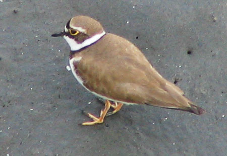 405-Littleringedplover5-450