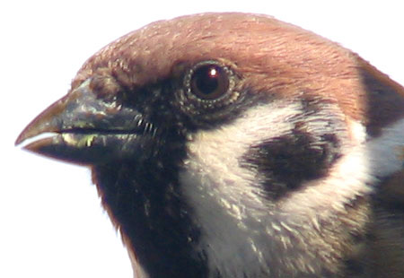 405-Treesparrowcu2-450