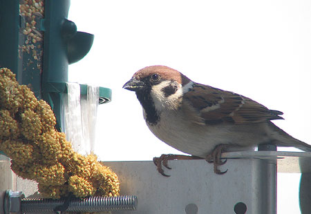 405-Treesparrowcu2F-450