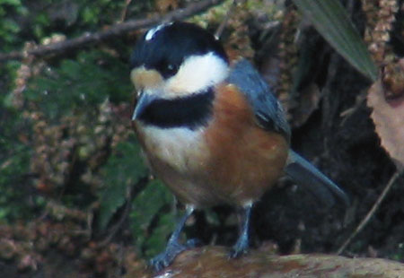 405-Variedtit2-450-1