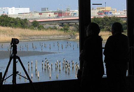 405-Yachokoenobs-450