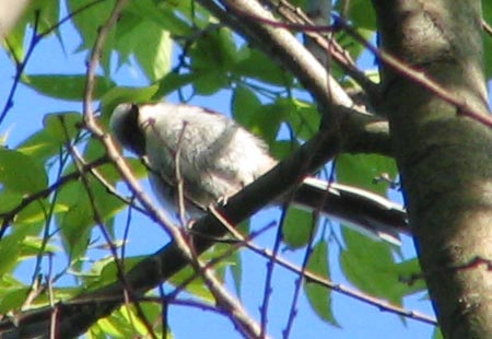 505-Long-Tailed-Tit2-450