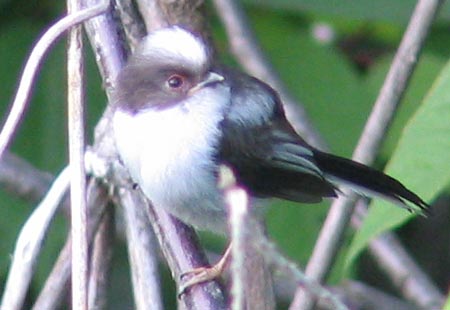 505-Long-Tailed-Tit3-450