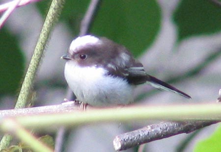 505-Long-Tailed-Tit4-450