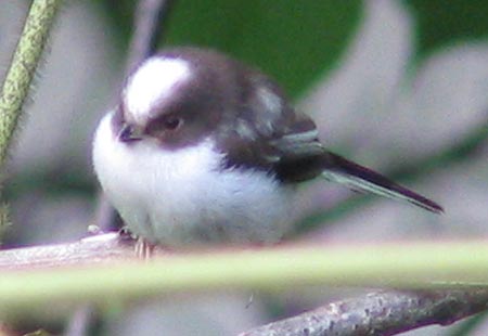 505-Long-Tailed-Tit5-450