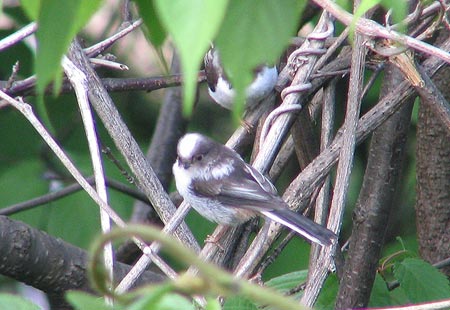 505-Long-Tailed-Tit8-450