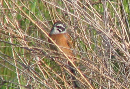 505-Meadowbundting2-450