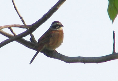 505-Meadowbundting3-450