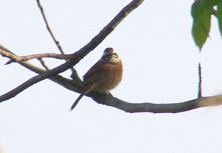 505-Meadowbundting5-450