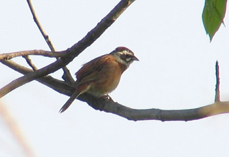 505-Meadowbundting6-450