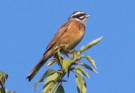 505-Meadowbunting10-450
