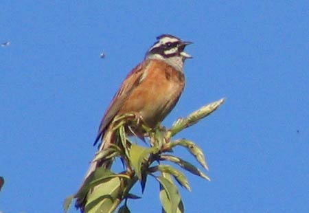 505-Meadowbunting8-450