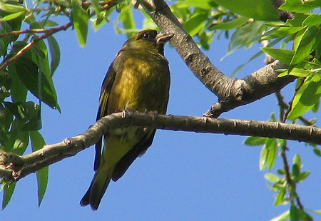 505-Orientalgreenfinch-450