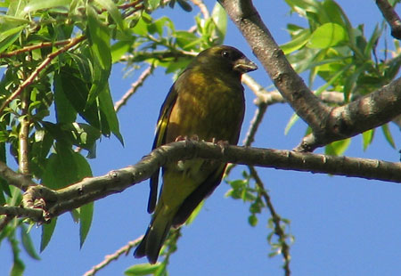 505-Orientalgreenfinch2-450