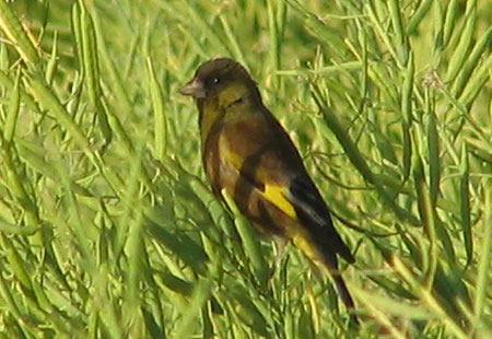 505-Orientalgreenfinch3-450