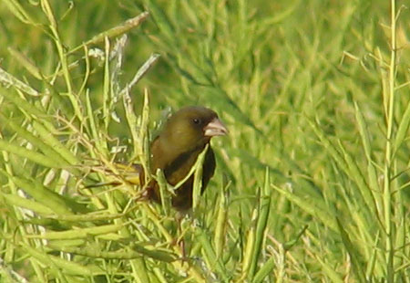 505-Orientalgreenfinch4-450