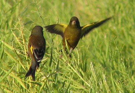 505-Orientalgreenfinch5-450