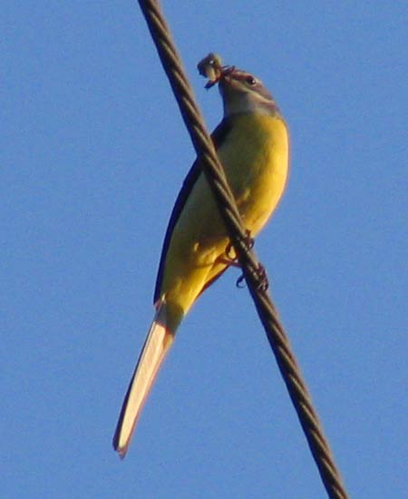 505-Yellow-Wagtail-450