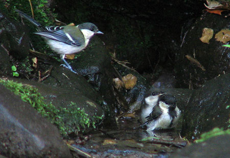 605-Greattitbath-450