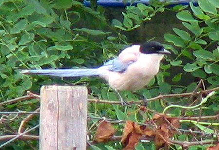 705-Azurewingedmagpie1-450