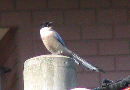 705-Azurewingedmagpie12-450