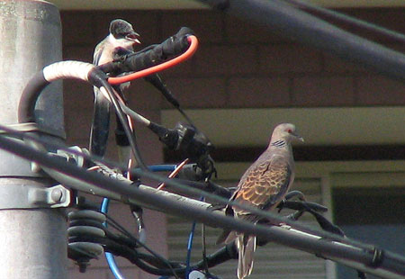 705-Azurewingedmagpie13-450