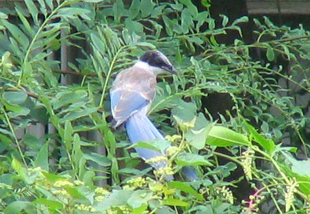 705-Azurewingedmagpie2-450