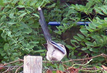 705-Azurewingedmagpie5-450