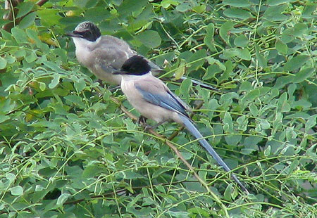 705-Azurewingedmagpie7-450